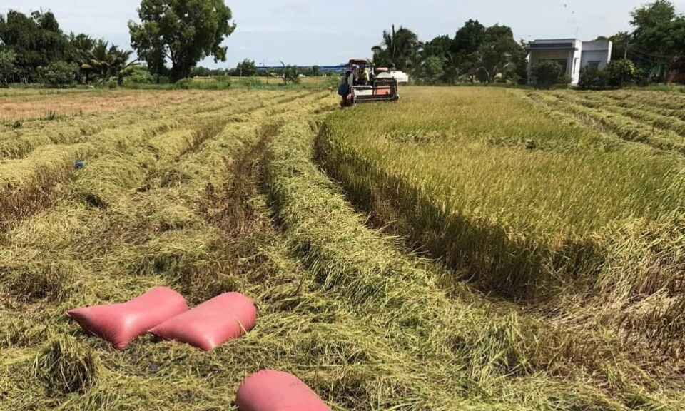 Bến Lức thu hoạch hơn 3.000 hecta l&uacute;a H&egrave; thu năm 2018