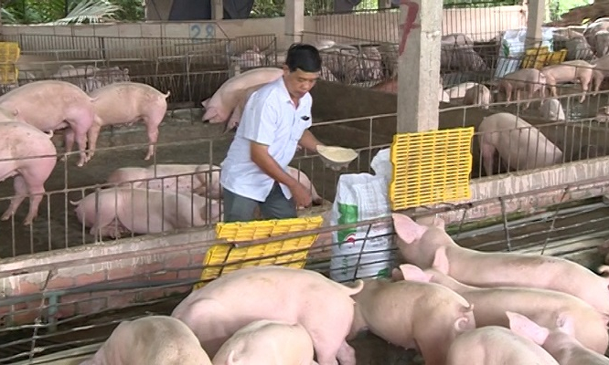 Long An chủ động ngăn chặn dịch tả heo Ch&acirc;u Phi
