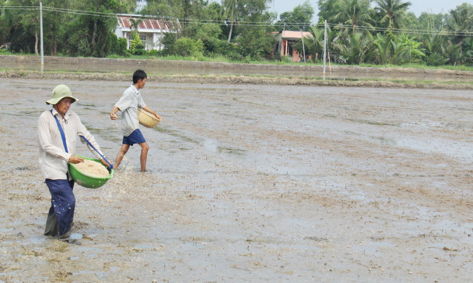 Cần Đước tập trung gieo sạ vụ l&uacute;a M&ugrave;a &ndash;Đ&ocirc;ng Xu&acirc;n 2018