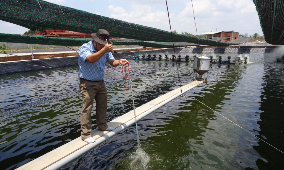 Cần Giuộc: Thu hoạch 1000 ha t&ocirc;m với sản lượng đạt 2.400 tấn