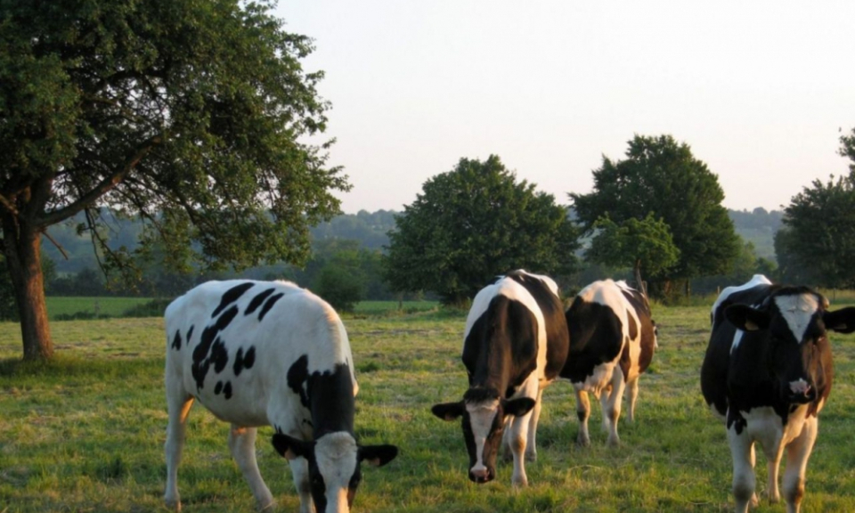 Ph&aacute;p nỗ lực ngăn chặn l&acirc;y lan của bệnh than