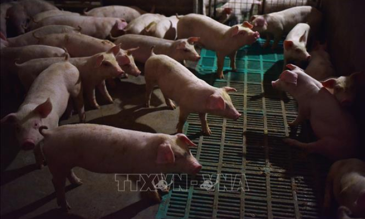 L&agrave;o dừng nhập khẩu tất cả c&aacute;c sản phẩm thịt lợn từ Trung Quốc