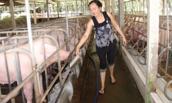 C&aacute;c trang trại, người chăn nu&ocirc;i cảnh gi&aacute;c dịch bệnh tả lợn ch&acirc;u Phi
