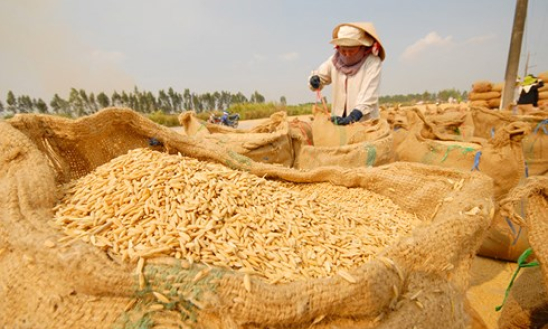 Vinafood 2 k&yacute; hợp đồng b&aacute;n gạo trị gi&aacute; gần 1 tỉ USD cho Philippines