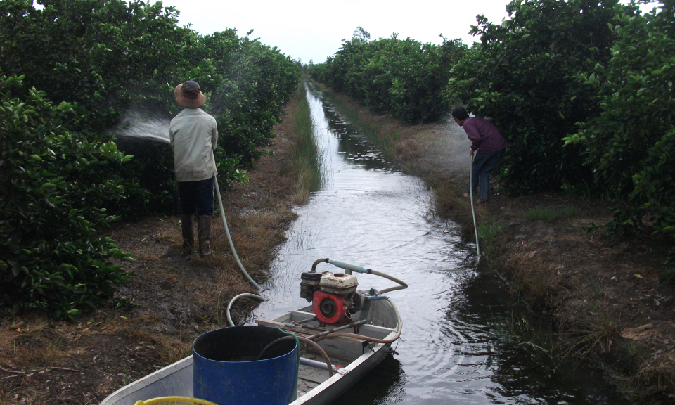 Bến Lức: Sản xuất n&ocirc;ng nghiệp đạt 1.457 tỷ đồng