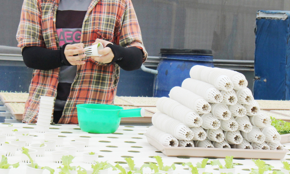 Cần Đước: M&ocirc; h&igrave;nh trồng rau thủy canh mang lại hiệu quả