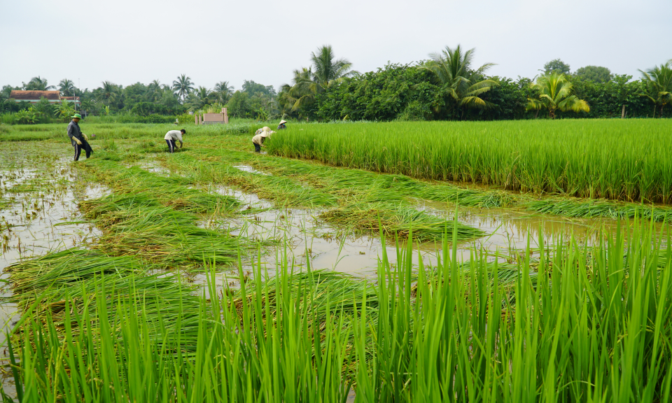 Hương l&uacute;a vươn xa