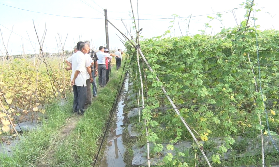 Đức Ho&agrave;: Sơ kết m&ocirc; h&igrave;nh điểm trồng rau ứng dụng c&ocirc;ng nghệ cao