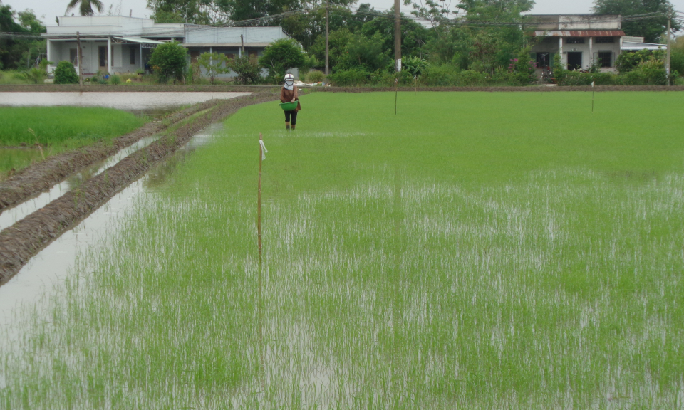 Cần Giuộc: N&ocirc;ng d&acirc;n gieo cấy 4000 ha l&uacute;a đ&ocirc;ng xu&acirc;n