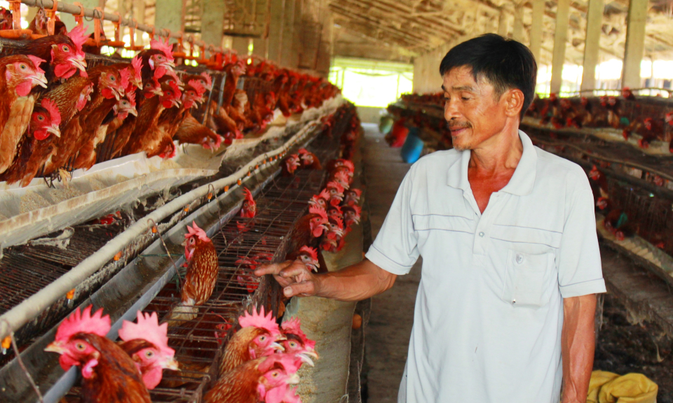 Cần Đước: Ph&aacute;t triển đ&agrave;n gia s&uacute;c, gia cầm