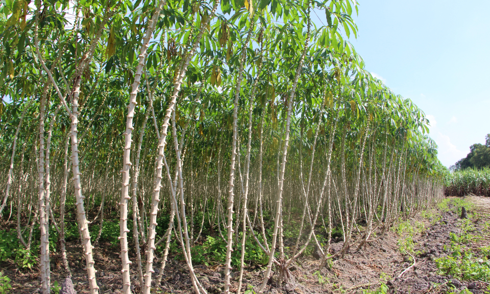 Long An: Bệnh khảm virus tr&ecirc;n c&acirc;y khoai m&igrave; c&oacute; xu hướng tăng