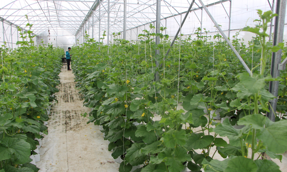 Ng&agrave;nh n&ocirc;ng nghiệp Long An tiếp tục chuyển đổi cơ cấu c&acirc;y trồng tr&ecirc;n đất trồng l&uacute;a