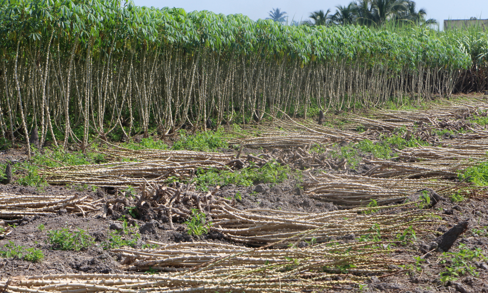 Long An: Cuối năm 2018 diện t&iacute;ch khoai m&igrave; tăng gần gấp đ&ocirc;i