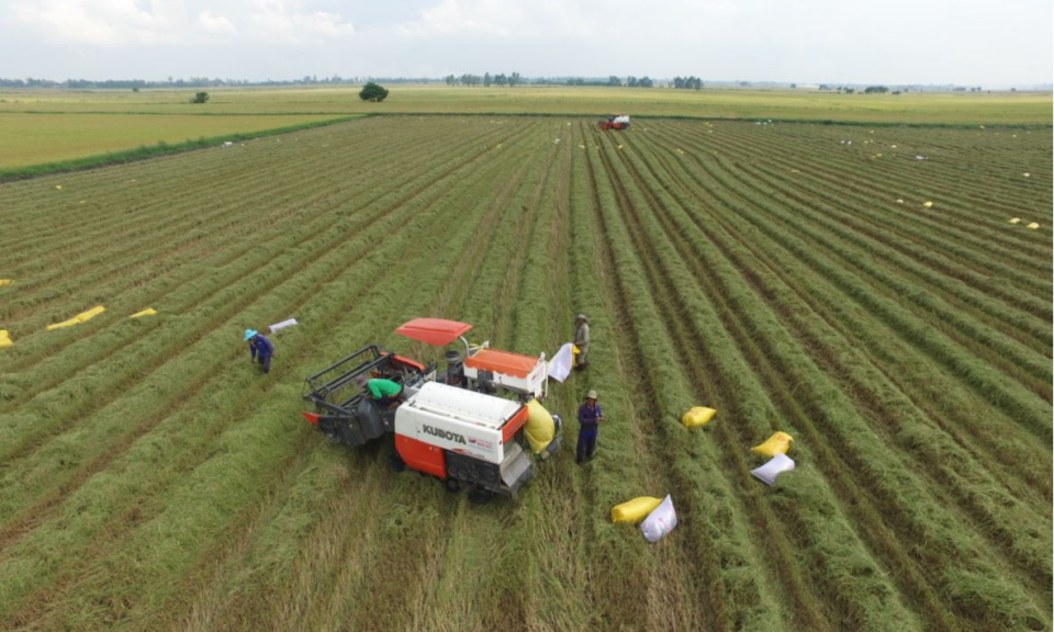 T&acirc;n Thạnh triển khai được hơn 1.000 hecta l&uacute;a ứng dụng c&ocirc;ng nghệ cao