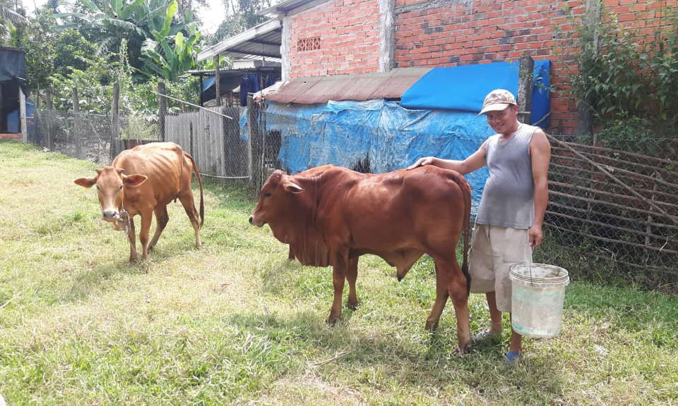 Nu&ocirc;i b&ograve; sinh sản – Hướng tho&aacute;t ngh&egrave;o cho người d&acirc;n n&ocirc;ng th&ocirc;n