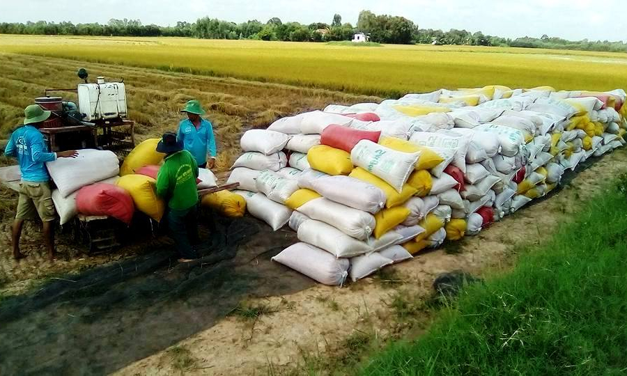 TX Kiến Tường: Sản lượng l&uacute;a năm 2018 đạt tr&ecirc;n 175.000 tấn