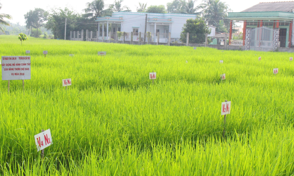 Giống l&uacute;a N&agrave;ng Thơm Chợ Đ&agrave;o đảm bảo đầu ra ti&ecirc;u thụ sản phẩm