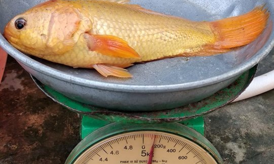 Ph&aacute;t hiện con c&aacute; r&ocirc; đồng v&agrave;ng &oacute;ng ở B&igrave;nh Hiệp,Thị x&atilde; Kiến Tường