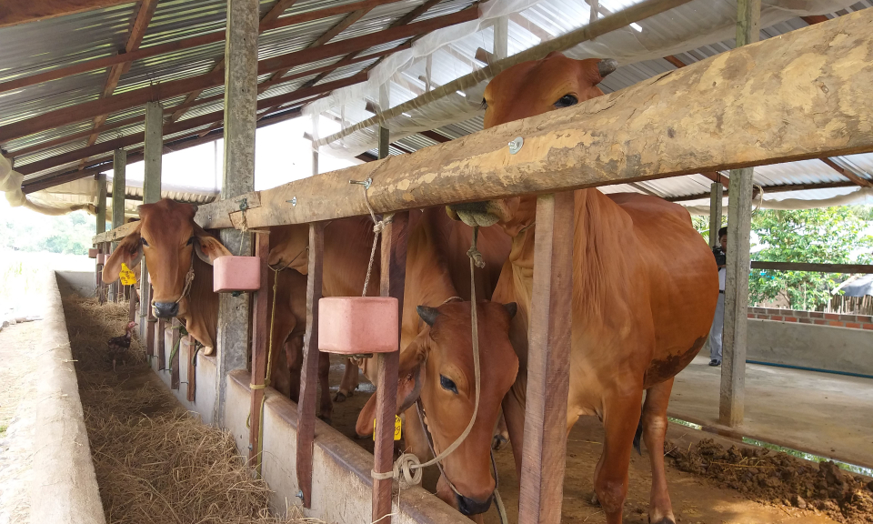 Đức Huệ: Hội thảo thực địa m&ocirc; h&igrave;nh điểm chăn nu&ocirc;i b&ograve; thịt ứng dụng c&ocirc;ng nghệ cao