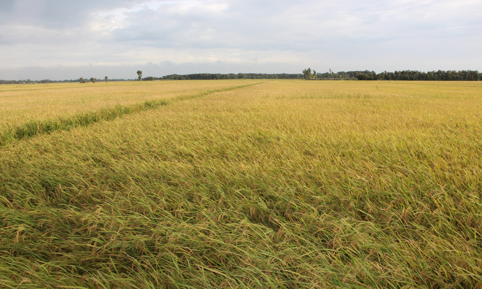 Từ vụ Đ&ocirc;ng Xu&acirc;n 2018 &ndash; 2019, tỉnh Long An giảm sử dụng giống nếp