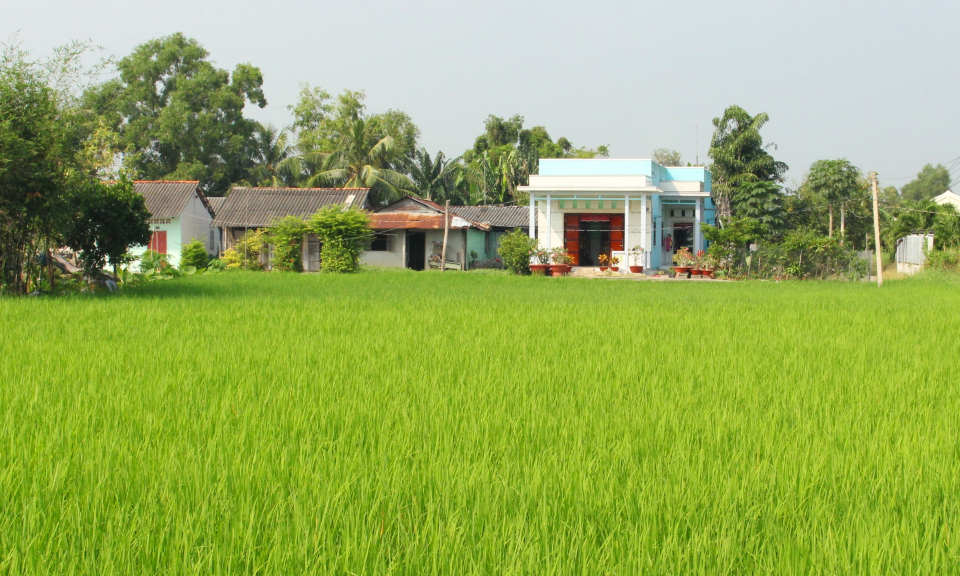 Vụ l&uacute;a M&ugrave;a &ndash;Đ&ocirc;ng Xu&acirc;n 2018 Cần Đước gieo sạ tr&ecirc;n 9.000ha