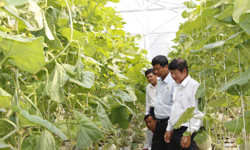 Thủ Thừa: Tổng kết m&ocirc; h&igrave;nh trồng dưa lưới trong nh&agrave; m&agrave;ng