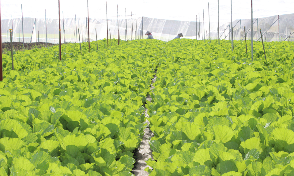 Cần Đước: Năm 2018, nh&acirc;n rộng th&ecirc;m 193ha rau ứng dụng c&ocirc;ng nghệ cao