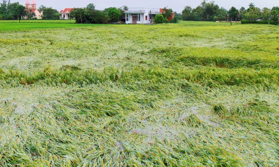 Hơn 320 ha l&uacute;a tại Cần Đước ngập &uacute;ng sau b&atilde;o số 9