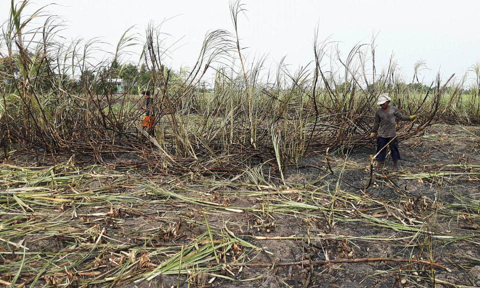 Cử tri Bến Lức kiến nghị giải cứu c&acirc;y m&iacute;a