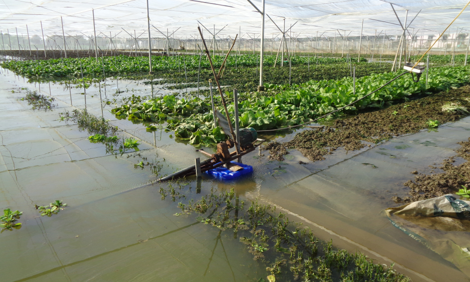 Cần Giuộc: Nhiều diện t&iacute;ch rau bị ngập sau b&atilde;o
