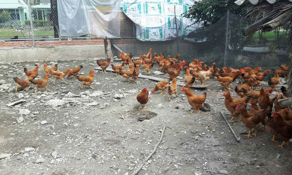 Bến Lức: Tăng đ&agrave;n gia s&uacute;c, gia cầm phục vụ Tết