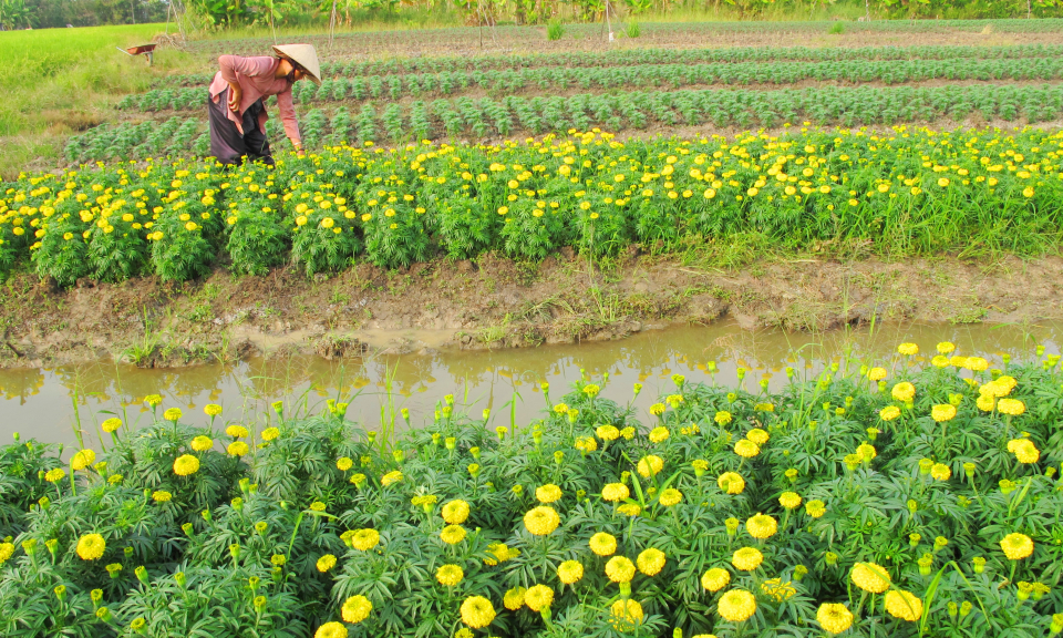 Cần Đước: Người trồng hoa lo lắng v&igrave; những cơn mưa tr&aacute;i m&ugrave;a