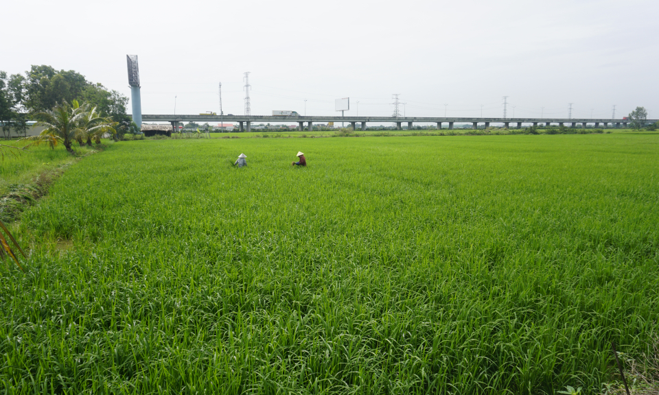 Bến Lức: Ph&ograve;ng trừ s&acirc;u bệnh tr&ecirc;n l&uacute;a Đ&ocirc;ng Xu&acirc;n