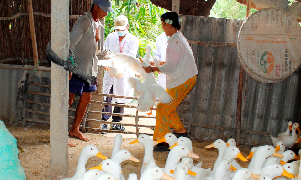 Cần Đước tập trung ph&ograve;ng chống dịch bệnh tr&ecirc;n gia s&uacute;c, gia cầm