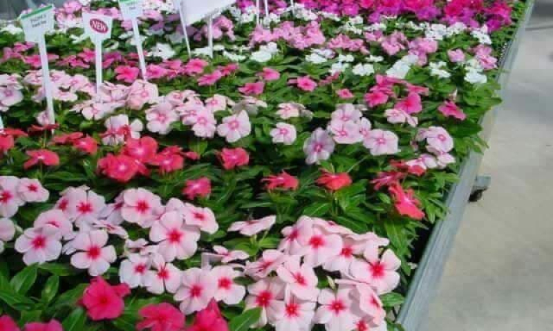 Bến Lức: Nhộn nhịp thị trường hoa, c&acirc;y cảnh tết