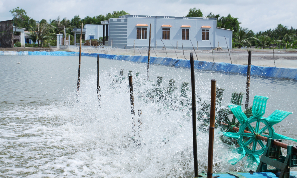 N&ocirc;ng d&acirc;n Cần Đước phấn khởi v&igrave; gi&aacute; t&ocirc;m tăng