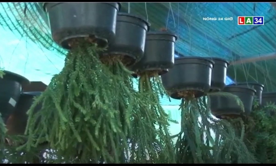 Độc đáo râu rồng treo ngược giá “khủng” - Báo và phát thanh, truyền ...