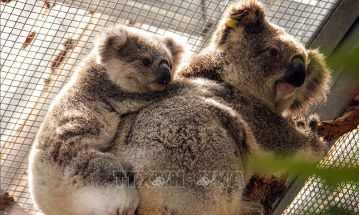 Australia chi hơn 30 triệu USD cứu động vật hoang d&atilde; v&agrave; m&ocirc;i trường