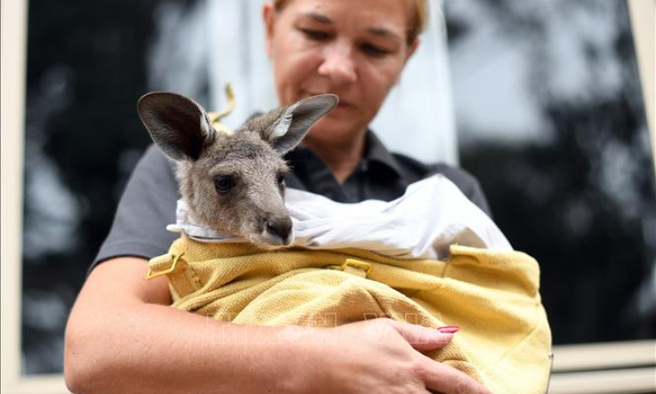 Li&ecirc;n hợp quốc c&ocirc;ng bố kế hoạch cứu hệ sinh th&aacute;i v&agrave;o năm 2030