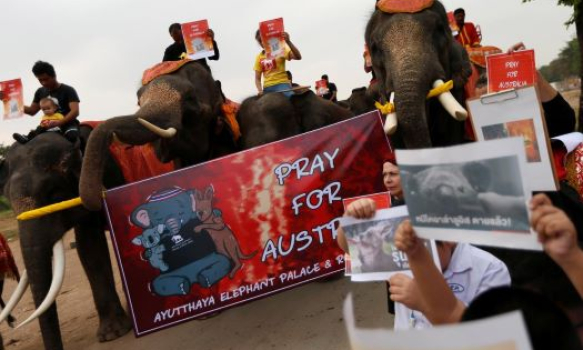 Voi buồn b&atilde; trong lễ diễu h&agrave;nh tưởng niệm động vật chết do ch&aacute;y rừng Australia