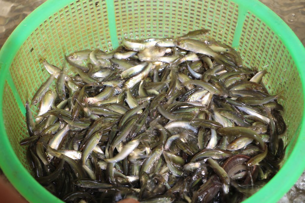 Đặc sản cá linh non khan hiếm, giá đắt đỏ - Báo và phát thanh, truyền ...