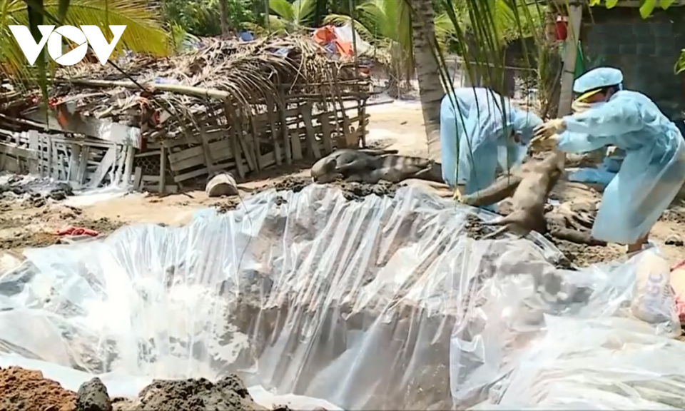 Vĩnh Long ph&aacute;t hiện 3 ổ dịch tả lợn ch&acirc;u Phi