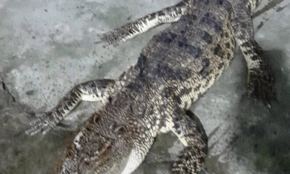 N&ocirc;ng d&acirc;n lại bắt được c&aacute; sấu nặng gần 10kg ở Bạc Li&ecirc;u