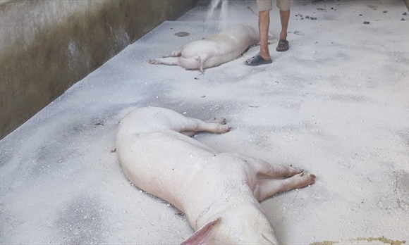Ti&ecirc;u hủy hơn 100 con lợn giống nghi nhiễm dịch tả lợn ch&acirc;u Phi