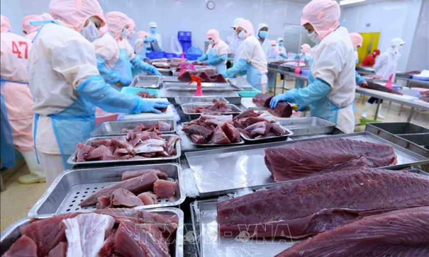 Khắc phục kh&oacute; khăn để giữ thị trường xuất khẩu c&aacute; ngừ