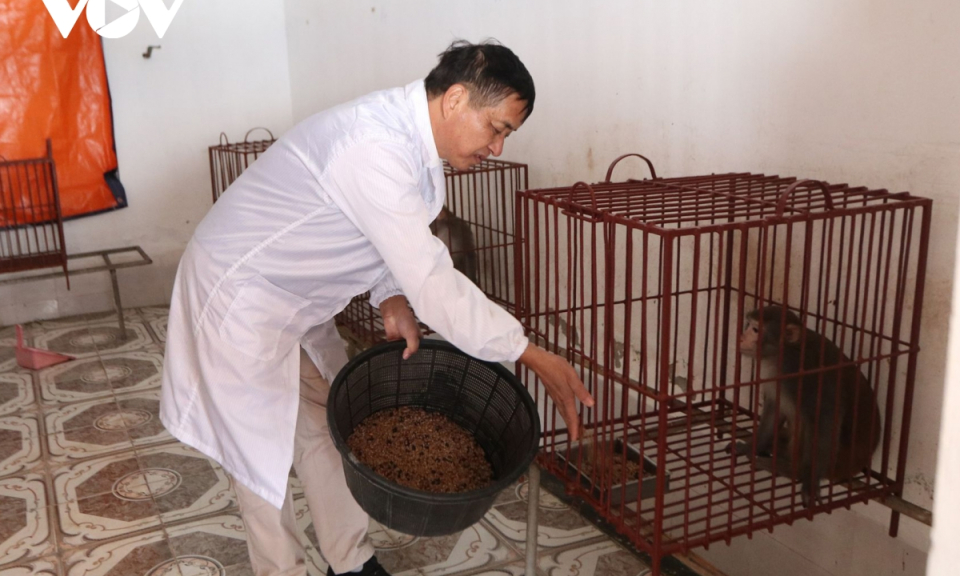 12 ch&uacute; khỉ thử nghiệm vaccine Covid-19 c&oacute; g&igrave; đặc biệt?