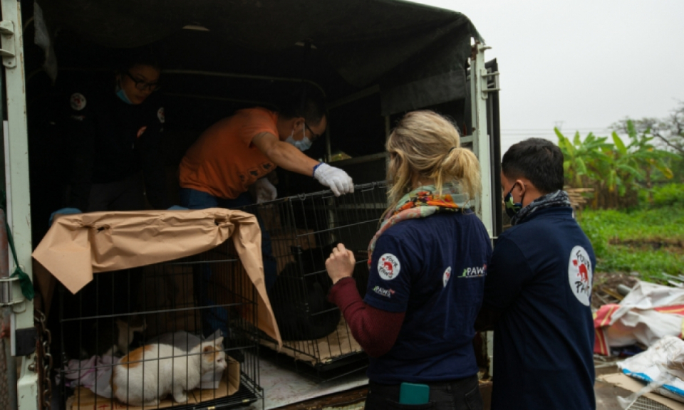 Đ&oacute;ng cửa c&aacute;c nh&agrave; h&agrave;ng giết mổ ch&oacute; m&egrave;o: Đừng chỉ l&agrave; lời k&ecirc;u gọi
