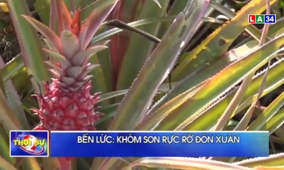 Bến Lức: Khóm son rực rỡ đón xuân - Báo và phát thanh, truyền hình Tây Ninh