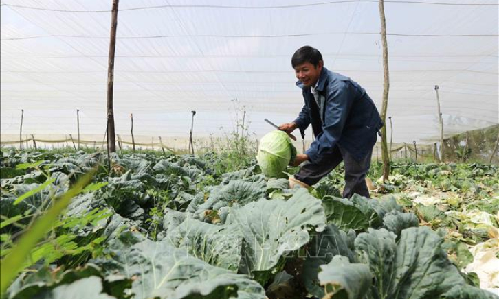L&acirc;m Đồng cung ứng gần 800.000 tấn rau cho thị trường Tết