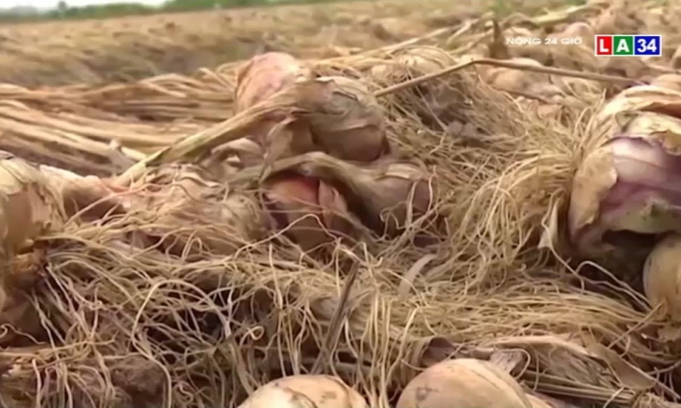 Hải Ph&ograve;ng cho ph&eacute;p xe chở h&agrave;ng Hải Dương v&agrave;o th&agrave;nh phố nếu đủ điều kiện ph&ograve;ng dịch